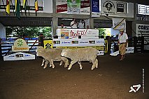 Média registrada confirma a valorização da ovelha <br /> <span class='textosite'>Foto: Alexandre Teixeira</span>